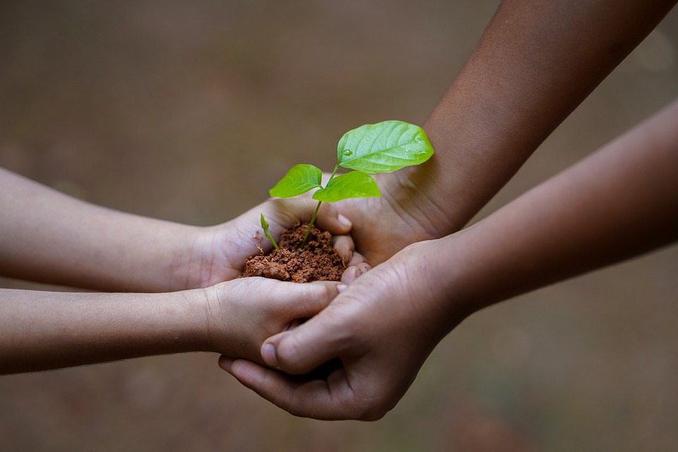 clasped hands holding a seedling